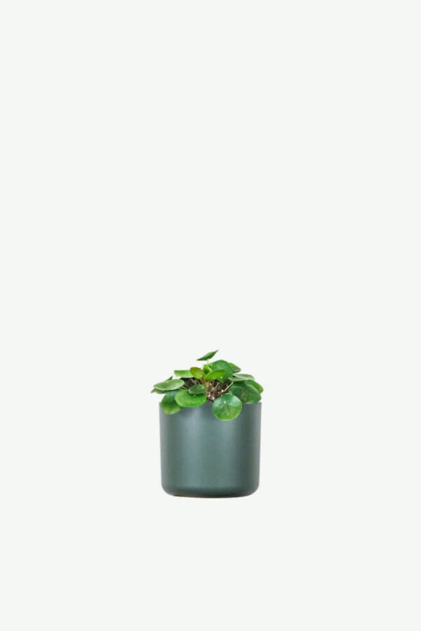 Cây Đồng Tiền