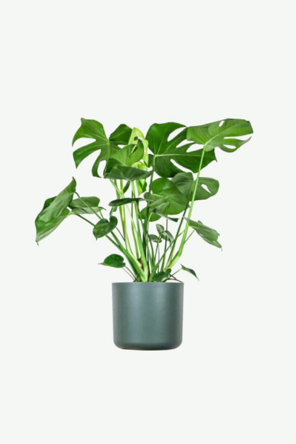 Trầu Bà Nam Mỹ