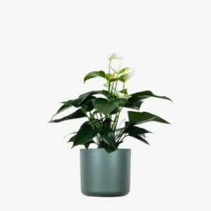 Cây Hồng Môn Trắng