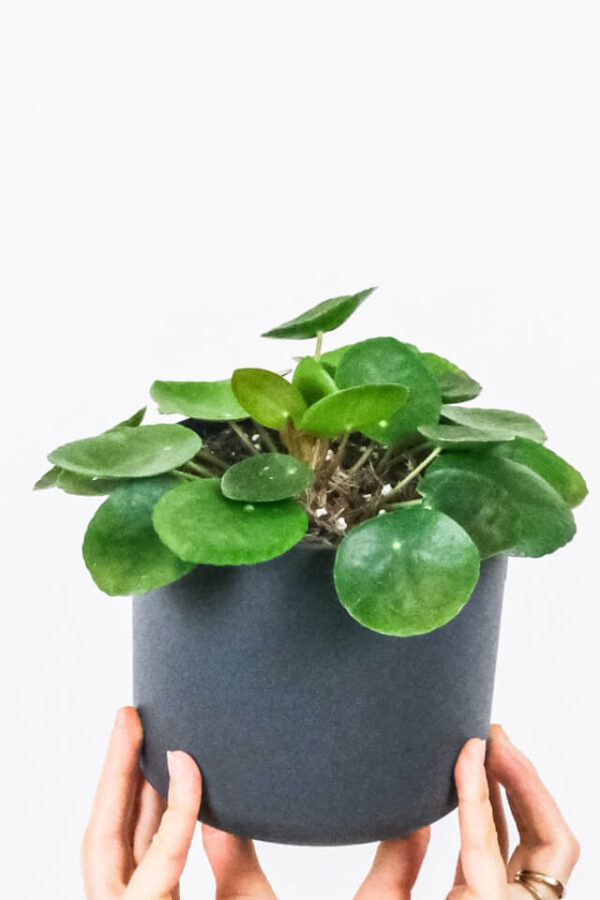 Cây Đồng Tiền - Hình ảnh 2